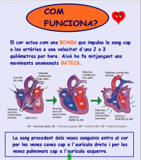 circulatori